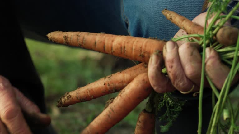 Annatto vs. Carrots A Minimalist Look at Natural Orange Hues